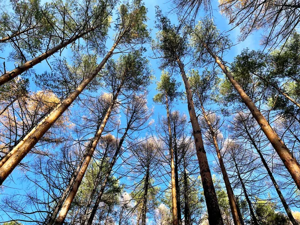 Floresta Coníferas Com Predominância Lariço Ufa República Bashkortostan — Fotografia de Stock