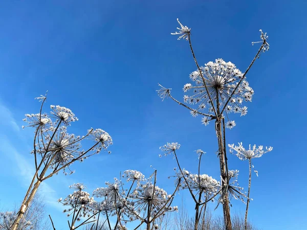 Heracleum Plant Winter Blue Sky Russia Moscow Region Ruzsky District — Stock Photo, Image