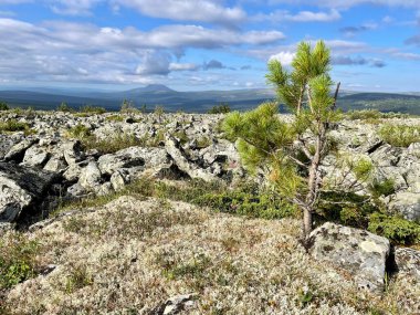 Yazın Pechora-Ilychsky Reserve bölgesindeki Ural Dağları. Komi Cumhuriyeti, Rusya