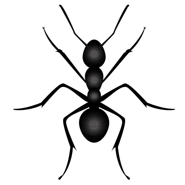 Vector illustration of ant — Stock Vector