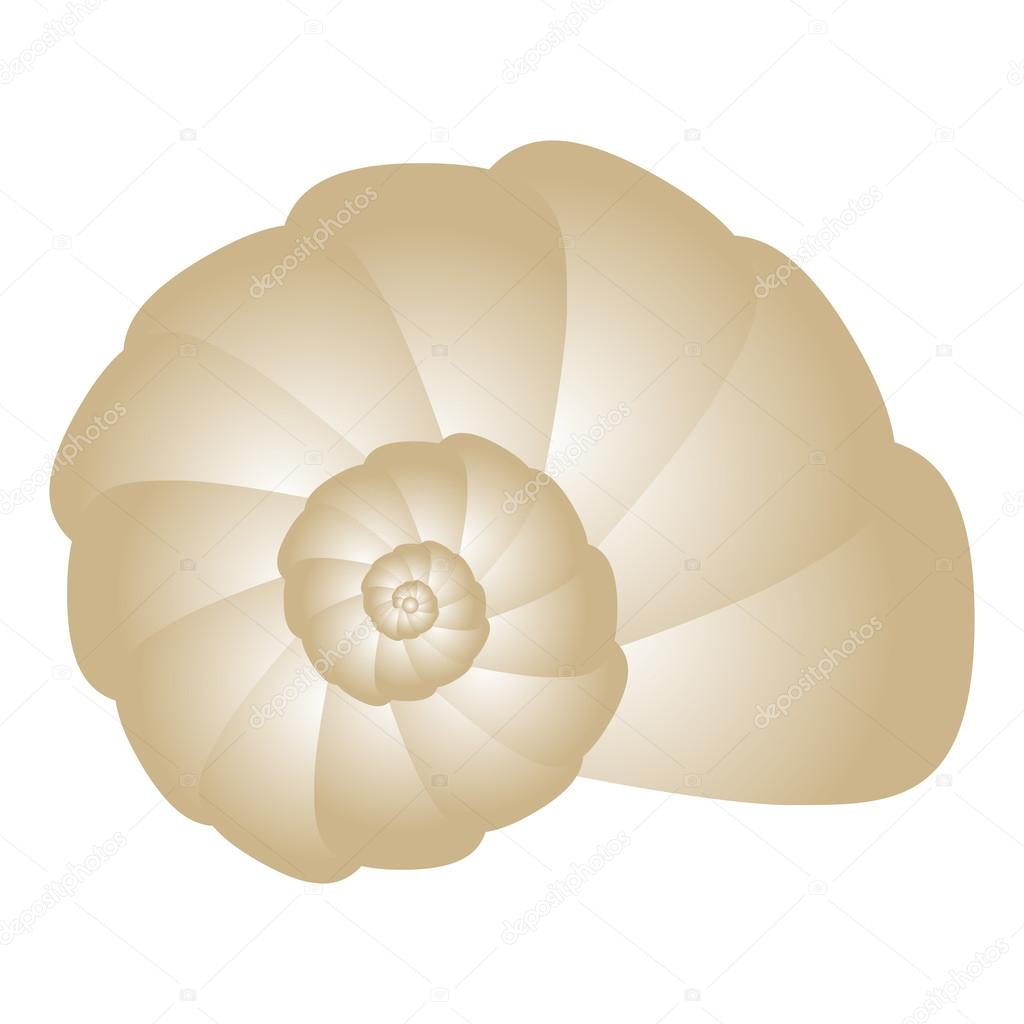 Vector illustration of seashell