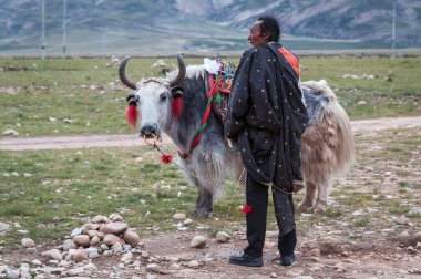 DAMXUNG TIBET, Çin - AĞUSTOS, 19 2018: Tibet hacısı ve renkli ve etnik eyerli bir öküz Damxung, Lhasa, Tibet, Çin 'deki Tanglha Dağları' nın doğusundaki bir manzara platformunda.