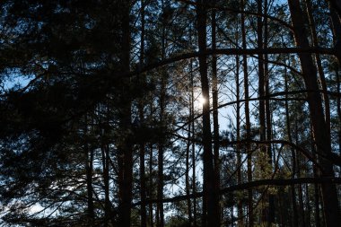 Çam ormanı. Ağaçların arasından gün ışığı