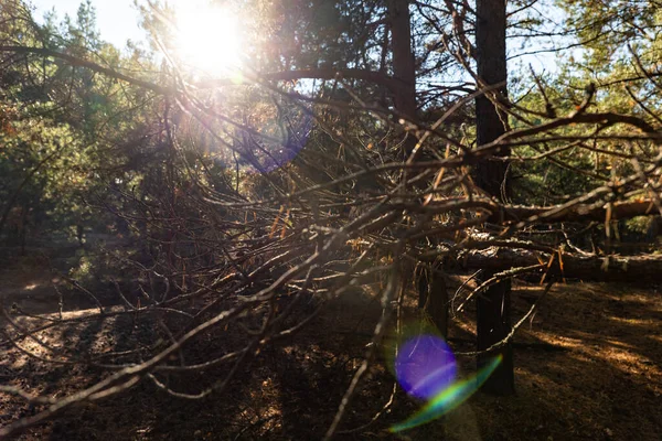阳光穿过树林 — 图库照片