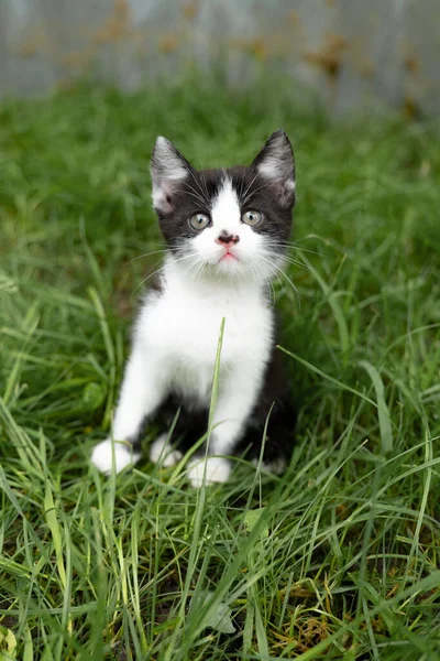 Portrait Little Kitten Green Grass Nature — 스톡 사진