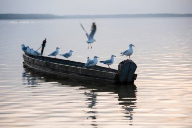 Seagulls sitting in a single row on side of the wooden fishing boat