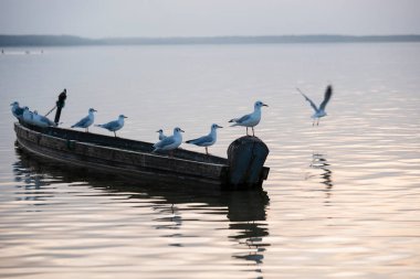 Seagulls sitting in a single row on side of the wooden fishing boat