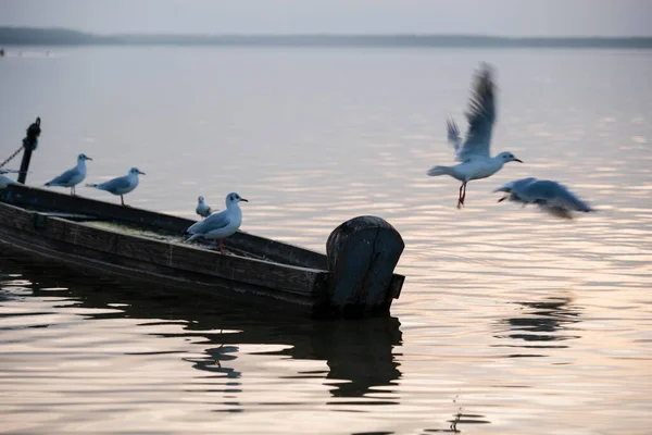 Seagulls Sitting Single Row Side Wooden Fishing Boat Imagem De Stock