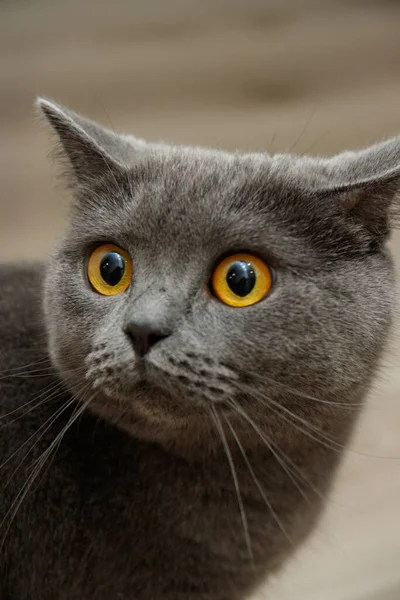 British Shorthair Cat Portrait Looking Shocked Surprised — Stock Photo, Image