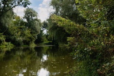 Avrupa, yeşillik ve vahşi doğa. Yansıma