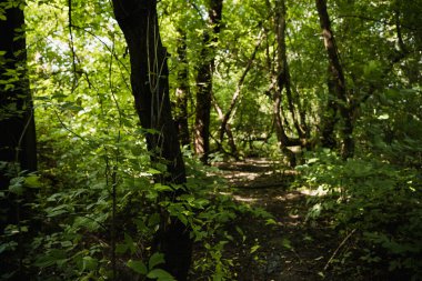 Yeşillik ve vahşi doğa. Ormanın derinliklerine. Çiçek açan orman ağaçları. Yeşillik yeşili güneş ışığı. Güzel orman yolu manzarası