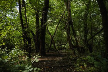 Yeşillik ve vahşi doğa. Ormanın derinliklerine. Çiçek açan orman ağaçları. Yeşillik yeşili güneş ışığı. Güzel orman yolu manzarası