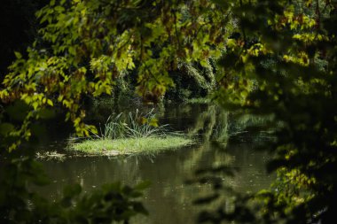 Avrupa, yeşillik ve vahşi doğa. Yansıma
