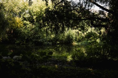 Avrupa, yeşillik ve vahşi doğa. Yansıma