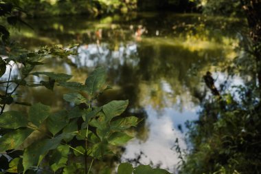 Avrupa, yeşillik ve vahşi doğa. Yansıma