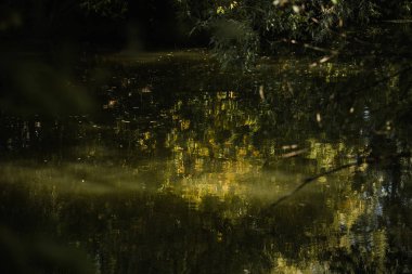 Avrupa, yeşillik ve vahşi doğa. Yansıma