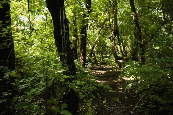 Yeşillik ve vahşi doğa. Ormanın derinliklerine. Çiçek açan orman ağaçları. Yeşillik yeşili güneş ışığı. Güzel orman yolu manzarası