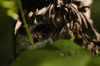 Bulanık yeşil bir arka planda ağdaki örümceğin bulanık silueti. Seçici odaklanma. Yüksek kalite fotoğraf