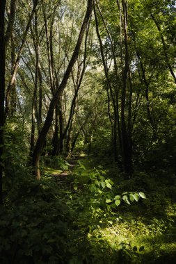 Yeşillik ve vahşi doğa. Ormanın derinliklerine. Çiçek açan orman ağaçları. Yeşillik yeşili güneş ışığı. Güzel orman yolu manzarası