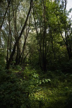 Yeşillik ve vahşi doğa. Ormanın derinliklerine. Çiçek açan orman ağaçları. Yeşillik yeşili güneş ışığı. Güzel orman yolu manzarası