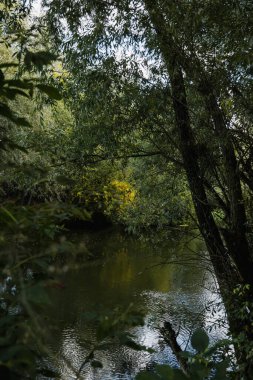 Avrupa, yeşillik ve vahşi doğa. Yansıma