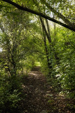 Yeşillik ve vahşi doğa. Ormanın derinliklerine. Çiçek açan orman ağaçları. Yeşillik yeşili güneş ışığı. Güzel orman yolu manzarası