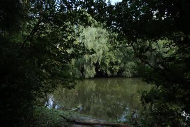 Yeşillik ve vahşi doğa. Yansıma, ormandaki nehir. Yüksek kalite 6k 4: 2: 2 10bit