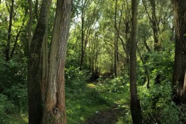 Yeşillik ve vahşi doğa. Ormanın derinliklerine. Çiçek açan orman ağaçları. Yeşillik yeşili güneş ışığı. Güzel ormanlık alan manzarası. Yüksek kalite 6k 4: 2: 2 10bit