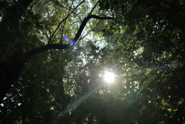 Cena Verde Floresta Com Luz Sol Vindo Através Das Árvores — Vídeo de Stock