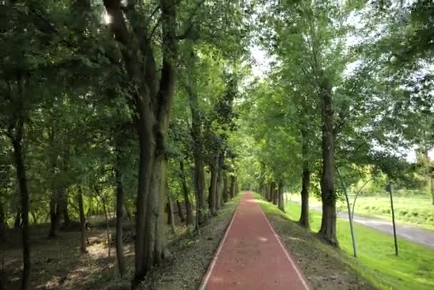 Şehir Parkında Kauçuk Koşu Şeridi Doğa Ağaçları Çevre Yeşil Alan — Stok video