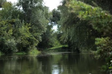 Yeşillik ve vahşi doğa. Yansıma, ormandaki nehir