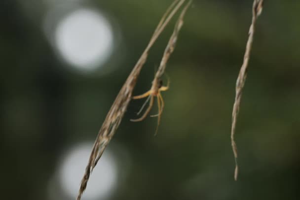 Silhouette Floue Une Araignée Dans Une Toile Sur Fond Vert — Video