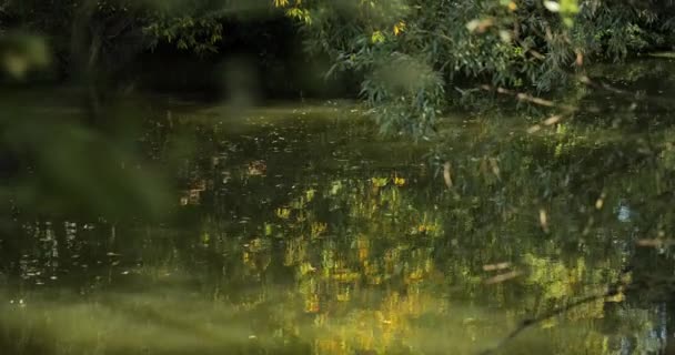 Video Alta Calidad 10Bit Downscale Corriente Natural Del Río Bosque — Vídeos de Stock