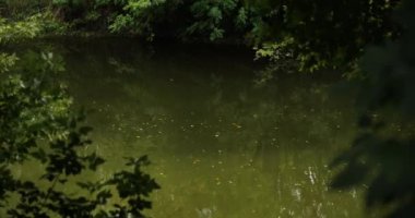 Ormandaki doğal nehir akıntısı. Vahşi doğanın güzel manzaraları, inanılmaz sulu yeşil renkli orman manzaraları.