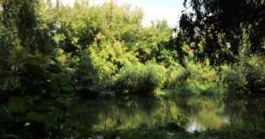 Yüksek kaliteli video 6k 4: 2: 2 10bit küçültme 4k. Ormandaki doğal nehir akıntısı. Vahşi doğanın güzel manzaraları, inanılmaz sulu yeşil renkli orman manzaraları.