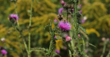 Cirsium vulgare 'den polen emen güzel yaban arılarının seçici odağı ya da yeşil çayırdaki mızrak dikeni. Yüksek kaliteli video 6k 4: 2: 2 10bit küçültme 4k