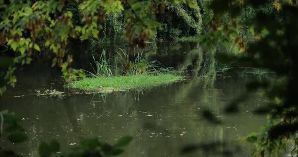 Cours Eau Naturel Dans Forêt Belle Vue Sur Nature Sauvage — Video