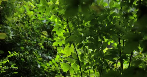 高品質ビデオ6K 10Bitダウンスケール4K 木立の中に太陽の光が差し込む緑の森 — ストック動画