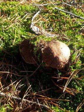 Boletus edulis (Kral Bolete) Kapat.