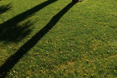 Sarı dökülen yapraklar ve yeşil çimenler canlı sonbahar arkaplan fotoğrafları.