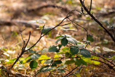 Yoğun sonbahar ormanı. Gün batımında kozalaklı orman. 