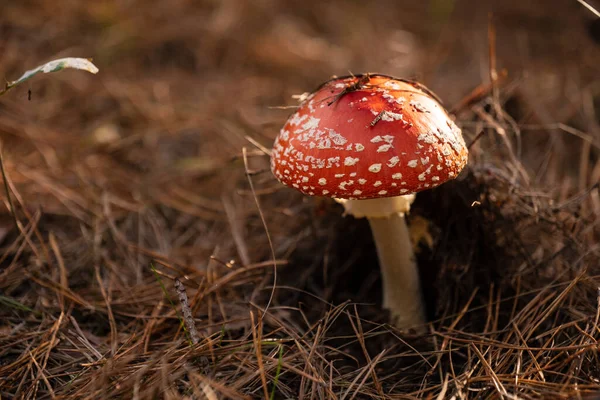 毒性と幻覚のキノコに閉じこもる彼らの自然の生息地でアガリックを飛ぶ — ストック写真