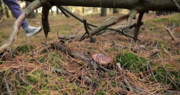 Colheita Cogumelos Cogumelo Polonês Floresta Outono Temporada Reunir Cogumelos — Vídeo de Stock