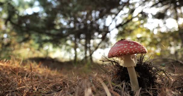 Cogumelo Tóxico Alucinógeno Fly Agaric Seus Habitats Naturais — Vídeo de Stock