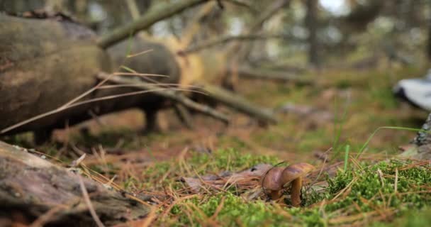 Svampplockning Polsk Svamp Höstskogen Säsong För Insamling Svamp — Stockvideo