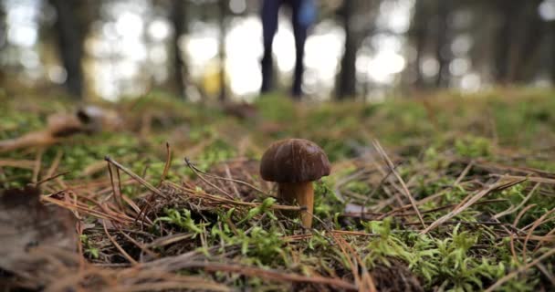 蘑菇采摘 秋天森林里的波兰蘑菇 采集蘑菇的季节 — 图库视频影像