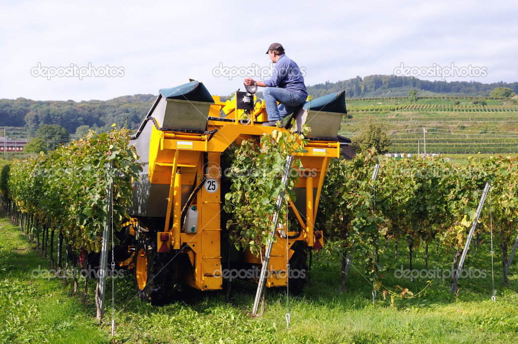 Grape Harvester — Stock Photo © ChiPhoto 12783986