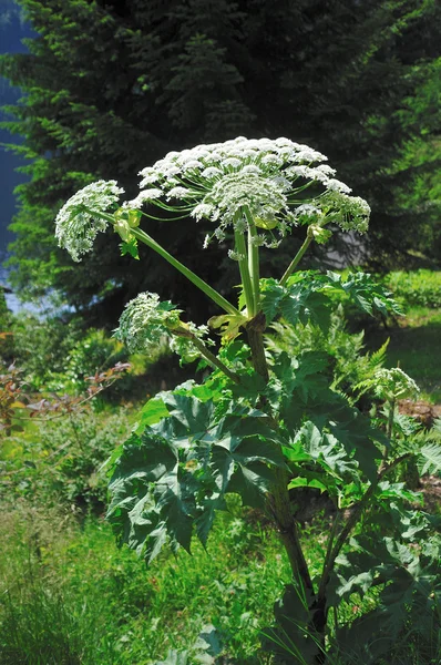 Dev Hogweed (Heracleum sphondylium)