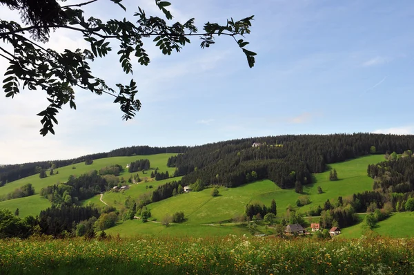 Kara Orman manzara Almanya