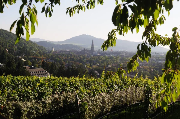 Freiburg Breisgau Altstadt Vom Weinberg Eichhalde Mit Reben Und Münster — Stockfoto